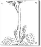 Botany Plants Antique Engraving Illustration: Venus Flytrap, Dionaea Muscipula Acrylic Print