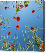 Bottom View Of Red Poppies And Blue Sky Acrylic Print