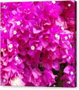 Bougainvillea Acrylic Print