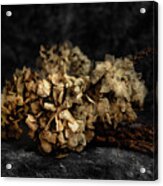 Bouquet Of Dried Hydrangea Flowers Acrylic Print