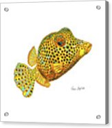 Box Fish Acrylic Print