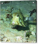 Boxfish - You Will Love This Photograph Of That Cute Fish - Acrylic Print