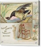 Brent Goose From The Game Birds Series N40 For Allen Ginter Cigarettes Acrylic Print