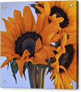 Bright And Beautiful Sunflowers 6 Acrylic Print