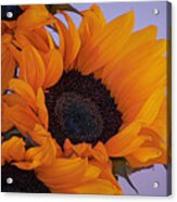 Bright And Beautiful Sunflowers 9 Acrylic Print