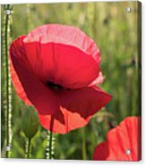 Bright Red Petals Of A Poppy Acrylic Print