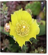 Bright Yellow Cactus Flower Acrylic Print