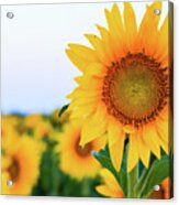 Bright Yellow Sunflowers At Sunrise Acrylic Print