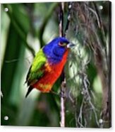 Brightly Colored Male Painted Bunting Acrylic Print