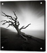 Bristlecone Pine On Foggy Mountain Slope Acrylic Print