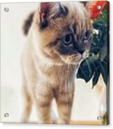 British Shorthair Cat 2 Acrylic Print