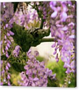The Scent Of Wisteria Acrylic Print