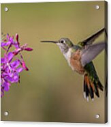 Broad-tailed Hummingbird And Fireweed Acrylic Print