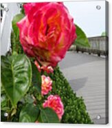 Broadwalk Beach Roses Acrylic Print