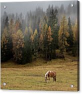 Brown And Black Horses In The Field. South Tyrol Italy Acrylic Print