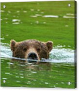 Brown Bear Submerged Be10586 Acrylic Print