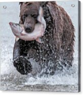 Brown Bear With Salmon Catch Acrylic Print