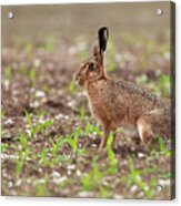 Norfolk Brown Hare At In A Field Of Crops Acrylic Print