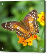 Brown Peacock Butterfly Acrylic Print