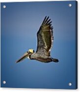 Brown Pelican Looking For Fish Acrylic Print