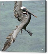 Brown Pelican, Pelecanus Occidentalis, Santa Cruz Island, Galapagos Islands, Ecuador Acrylic Print