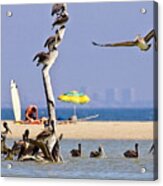 Brown Pelicans At A Beach Near Ventura Acrylic Print