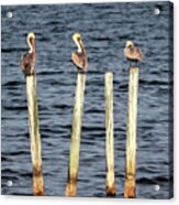 Brown Pelicans Acrylic Print