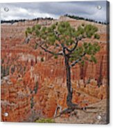 Bryce Canyon National Park - Living On The Edge Acrylic Print