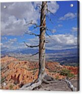 Bryce Canyon National Park - Still Standing Acrylic Print