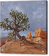 Bryce Canyon National Park - Nothing Can't Break Me Acrylic Print