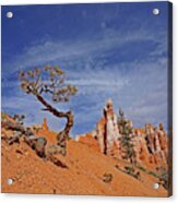 Bryce Canyon National Park - Shaped By The Wind Acrylic Print
