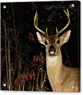 Buck Deer Acrylic Print