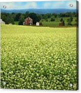 Buckwheat In Bloom In Pennsylvania Acrylic Print