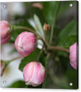 Buds In Pink Acrylic Print