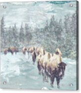 Buffalo Herd Acrylic Print