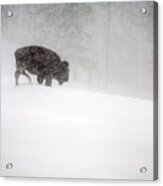 Buffalo In Winter Storm Acrylic Print