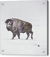 Buffalo In Yellowstone Winter Acrylic Print