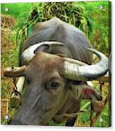 Buffalo Portrait Acrylic Print