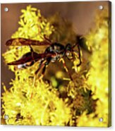 Bugs And Flowers Acrylic Print