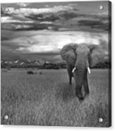 Bull Elephant Acrylic Print