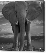Bull Elephant Acrylic Print