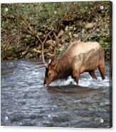 Bull Elk Drinking - Smoky Mountains Acrylic Print