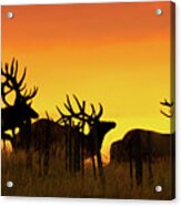 Bull Elk Jumping Fence At Sunrise Acrylic Print