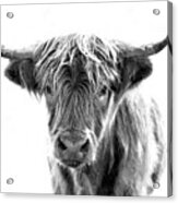Bull Headed Acrylic Print