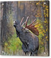 Bull Moose In Rut Acrylic Print