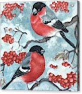 Bullfinch Couple Acrylic Print