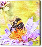 Bumblebee On Aster Flower Acrylic Print