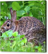 Bunny Profile Acrylic Print