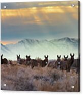 Burros And Rays Acrylic Print