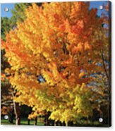 Bursting With Fall Color Acrylic Print